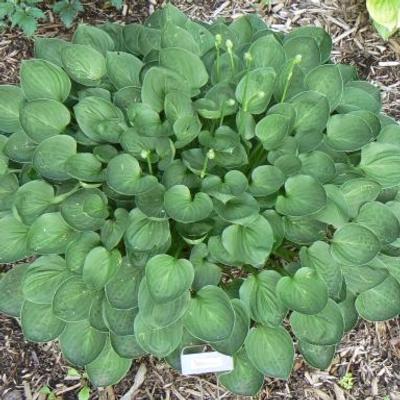Hosta 'Teaspoon' Hosta 'Teaspoon'